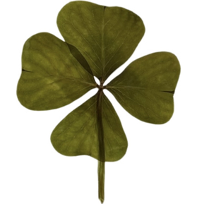 Obrázok pre kategóriu Štěstí v pravém čtyřlístku